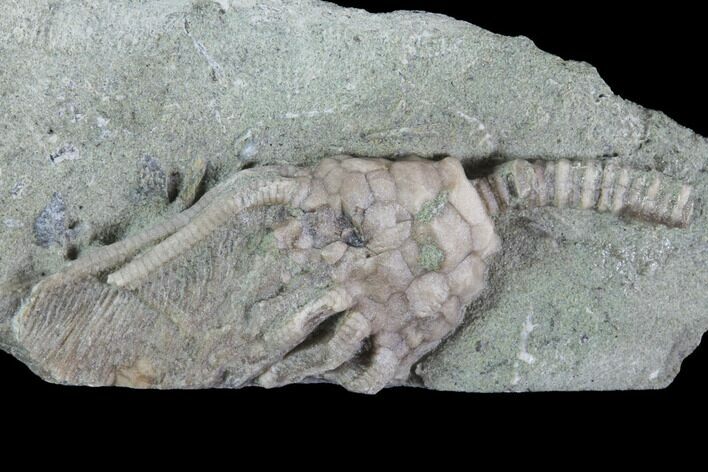Bargain Crinoid (Macrocrinus) Fossil - Crawfordsville, Indiana #94829